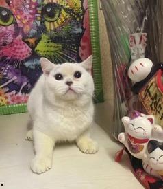 河南都市爆料小猫视频,小猫视频萌态十足，网友直呼可爱到爆